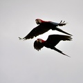 Macaw flight Close S