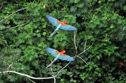 Macaw pair in flight S