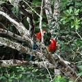 Macaw pair tree S
