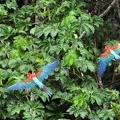 Macaw R+G 2 Ara chloropterus S