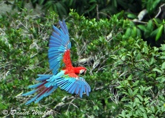 Macaw Red Green Ara chloropterus DW S