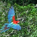Macaw Red Green Ara chloropterus DW S