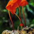 Marasmius orange-red Chalalan S