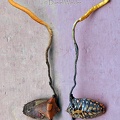 Ophiocordyceps nutans Shield bug dbl Chalalan DW S