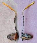Ophiocordyceps nutans Shield bug dbl Chalalan DW S