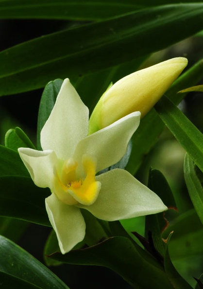 Orchid white Chalalan S.jpg