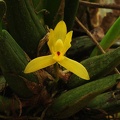 Orchid yellow Chalalan S