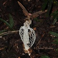 Phallus indusiatus with moth DW S