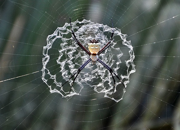 Spider weird net Masha Cr S