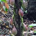 Theobroma cacao tree chocolate w fruits S