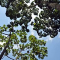 tree canopy Senta verde S