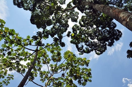 tree canopy Senta verde S