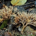 Tremellodendron schweinitzii - Jelly coral
