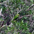 White-eyed Parakeet - Aratinga leucophthalma S