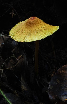 Leucocoprinus birnbaumii S