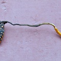 Ophiocordyceps nutans Shield bug Chalalan S