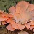 Pleurotus pink 2012 Cr S