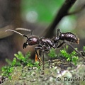 Bullet ant 