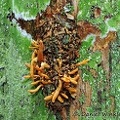 Cordyceps on Lepidopteran pupae cocon
