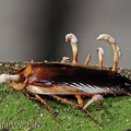 Ophiocordyceps blattae 