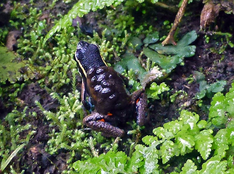 Dart frog Epipedobates tadpoles Cr MS.jpg