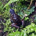 Dart frog Epipedobates tadpoles