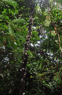 Favolus tenuiculus tree MJL 