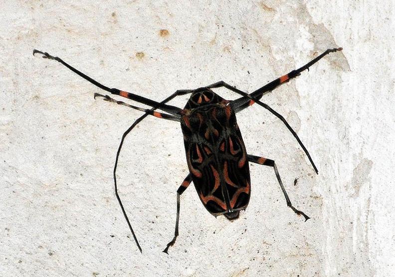 Harlequin beetle Acrocinus longimanus MS.jpg