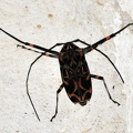Harlequin beetle Acrocinus longimanus MS.jpg