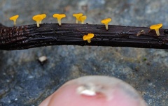Mini asco cup fungus