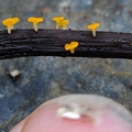 Mini asco cup fungus