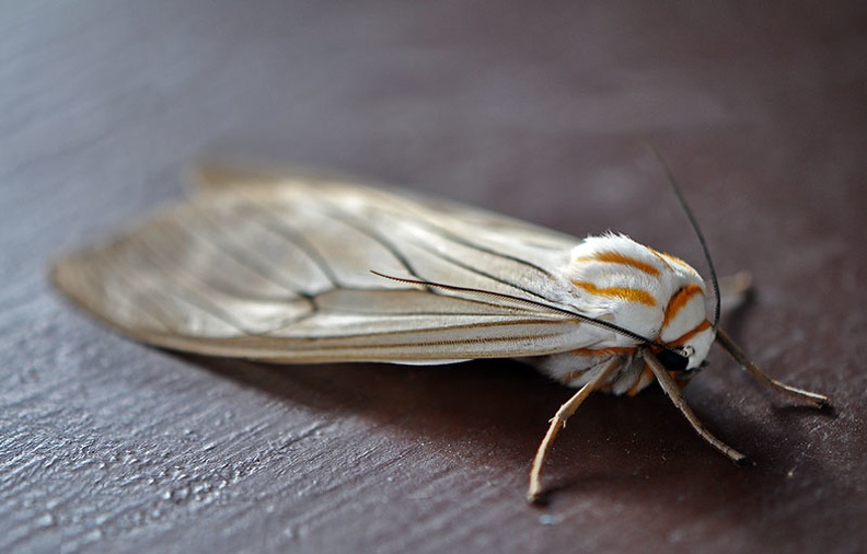 Moth Coroico 