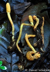 Ophiocordyceps melolonthae group