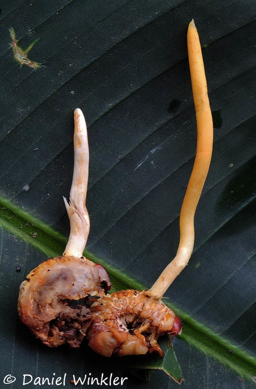 Ophiocordyceps melolonthae sliced