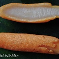 Ophiocordyceps melolonthae stroma sliced
