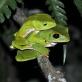 Phyllomedusa  Amazon Monkey tree frog mating