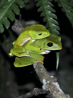 Phyllomedusa  Amazon Monkey tree frog mating