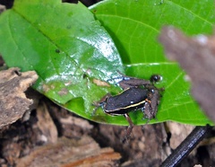 Poisonous Dart Frog Epipedobates sp 