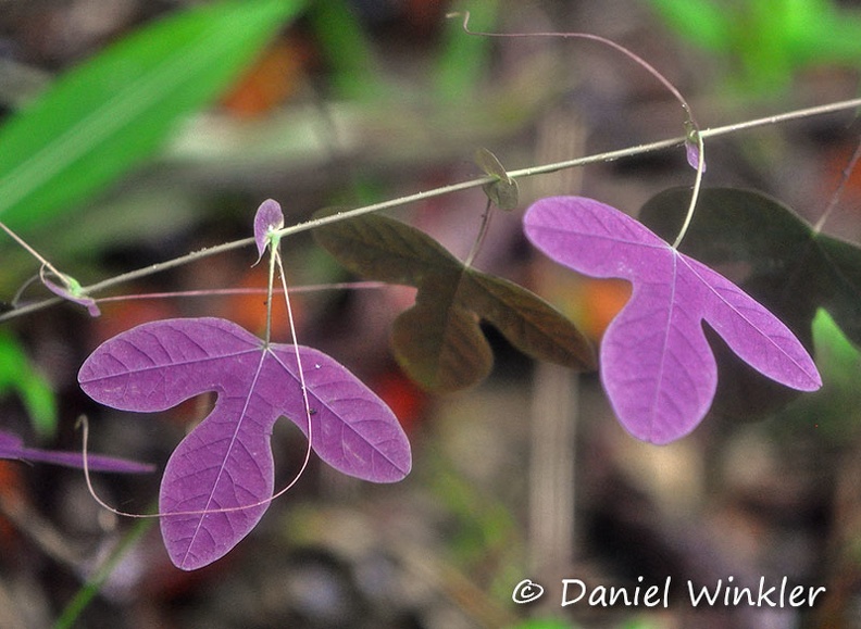 Purple leaf Coroico 2014 Dw Ms.jpg