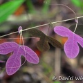 Purple leaf Coroico