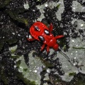 Scarlet Red bug