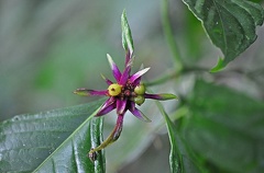 Rubiaceae Flower 