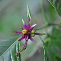 Rubiaceae Flower MS.jpg