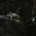 Spectacled Caiman - Caiman crocodilus yacare 