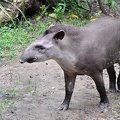 Tapir Tapirus terrestris 