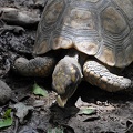 Turtle eating mushroom Coroico 