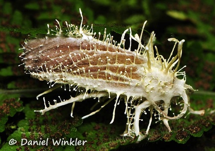 Akanthomyces on moths fern Coroico DW Ms