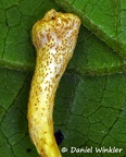 Metacordyceps larvae stroma Coroico CCr DW Ms
