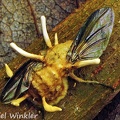 Ophiocordyceps dipterigena wings Coroico DW MS