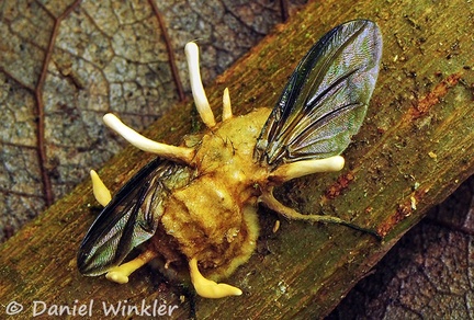 Ophiocordyceps dipterigena wings Coroico DW MS